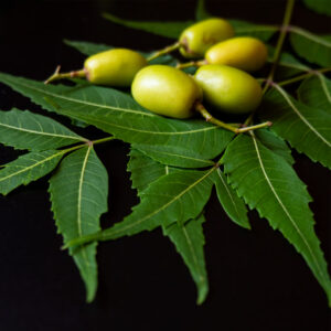 Producteur fournisseur Huile de Neem afrique