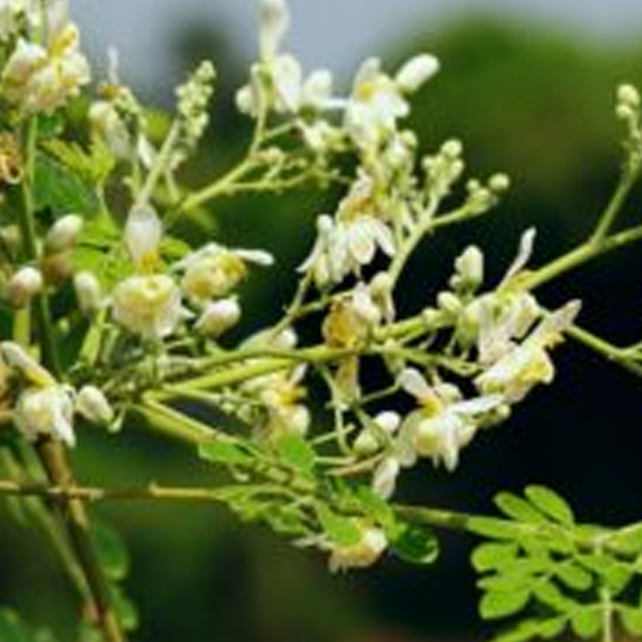 Moringa de la India