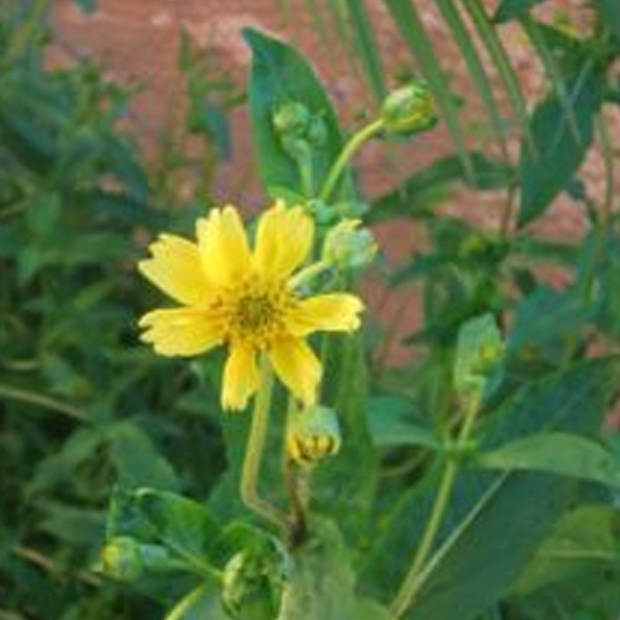 Semi di niger indiani